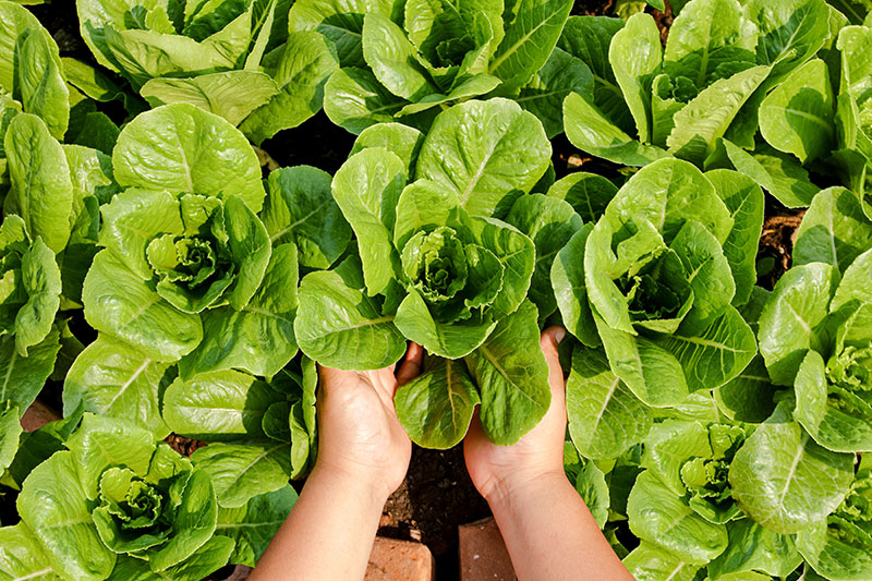 Home Garden in Philadelphia